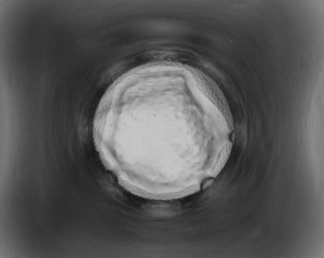 X0000086910381200705071309