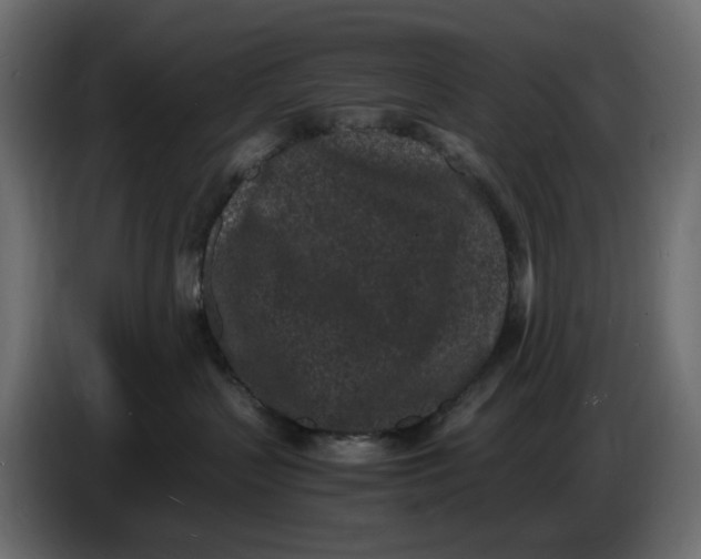 X0000086910383200705071309