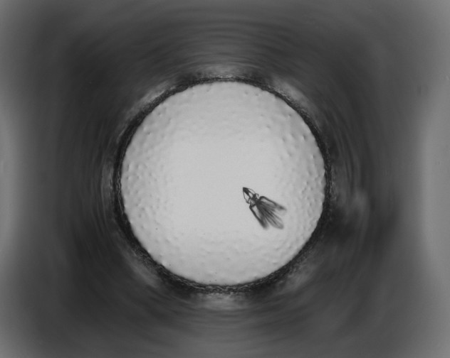 X0000086910394200705071308