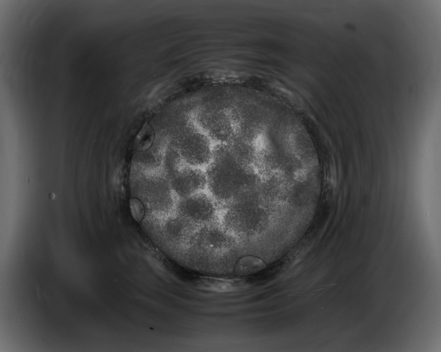 X0000086910663200705071305