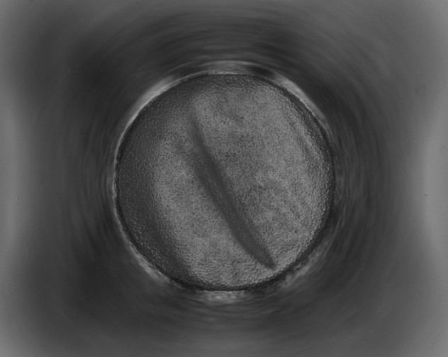 X0000086910853200705071302