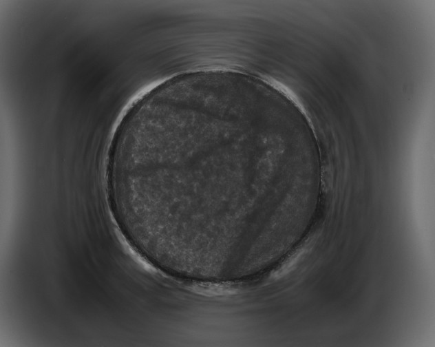 X0000086910995200705071300