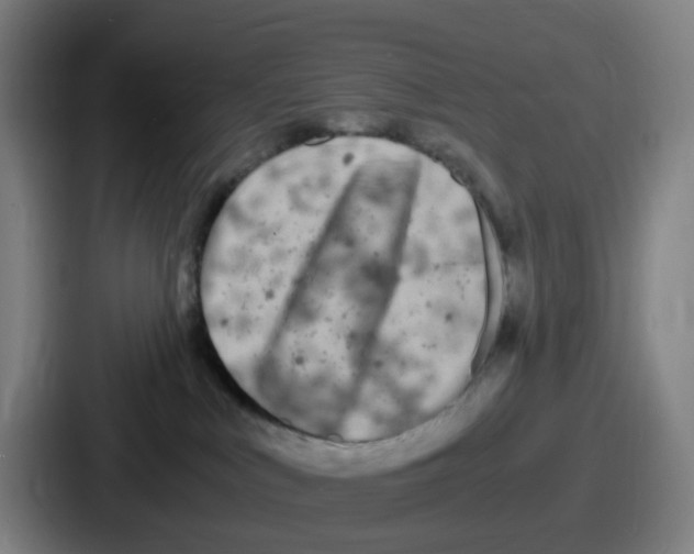 X0000086910043200705141711