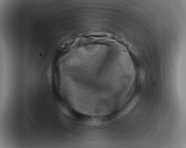 X0000086910080200705141711