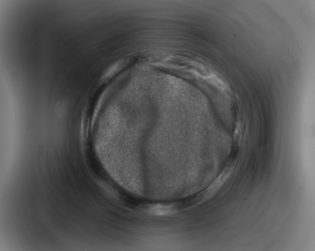 X0000086910168200705141709