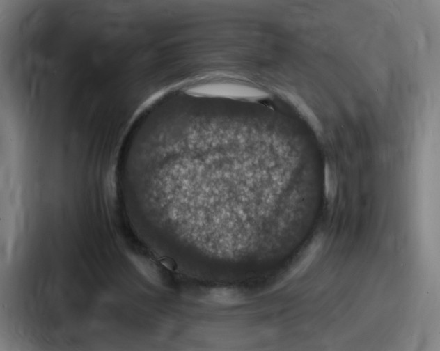 X0000086910204200705141709