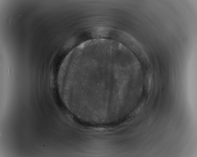 X0000086910224200705141709