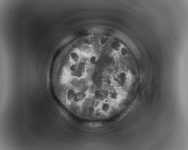 X0000086910353200705141707