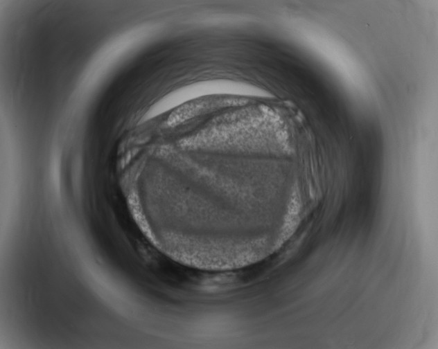 X0000086910382200705141707