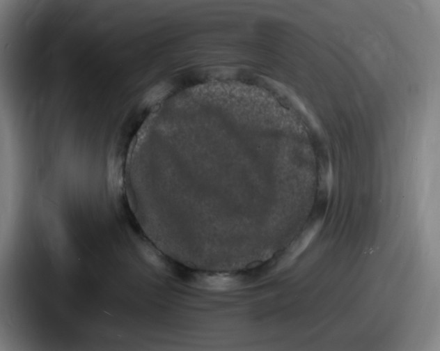 X0000086910383200705141707