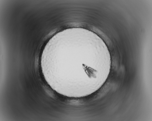 X0000086910394200705141706