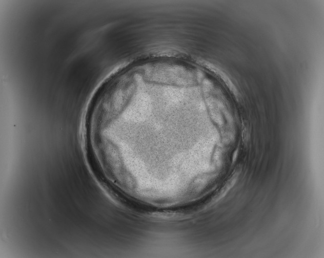 X0000086910630200705141703