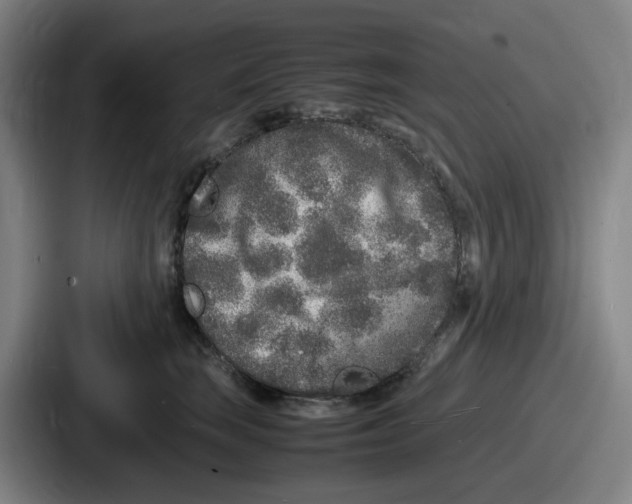 X0000086910663200705141703