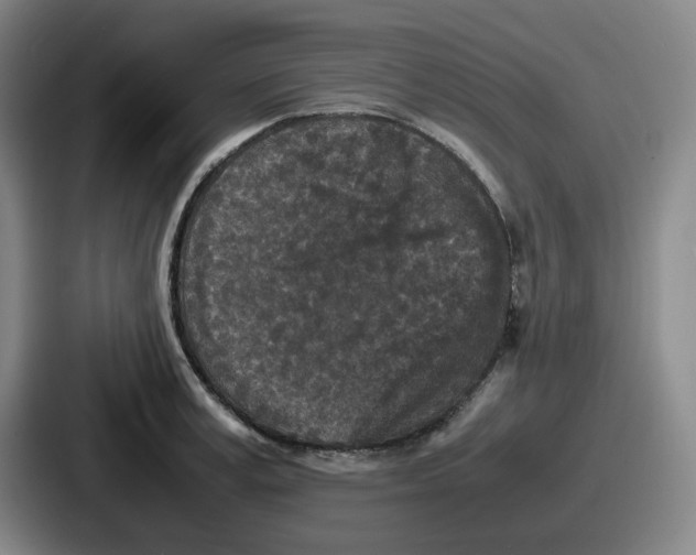 X0000086910995200705141659