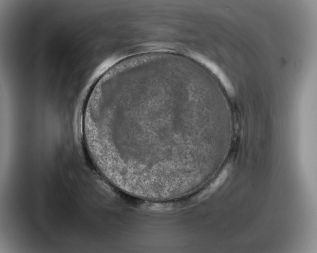 X0000086911365200705141654