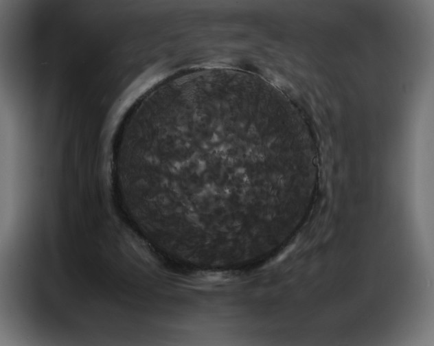 X0000086920295200704161408