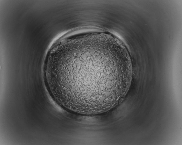 X0000086920995200704161359