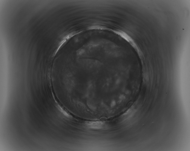 X0000086921337200704161354