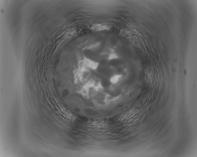 X0000086921393200704231253