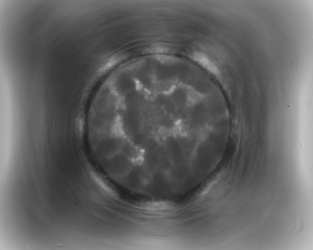 X0000086920063200704301105