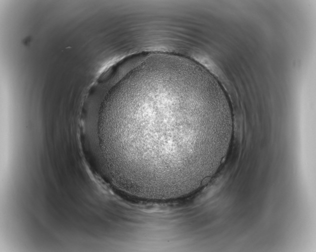 X0000086920434200704301100
