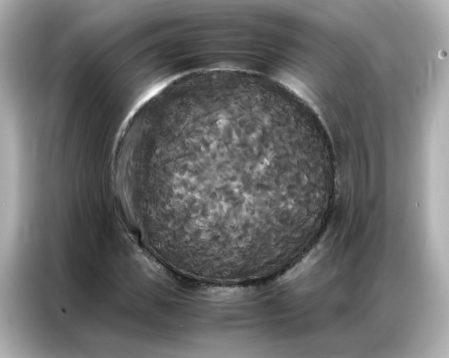 X0000086920925200704301054