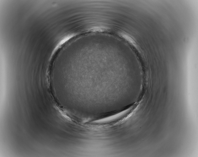 X0000086921018200704301053