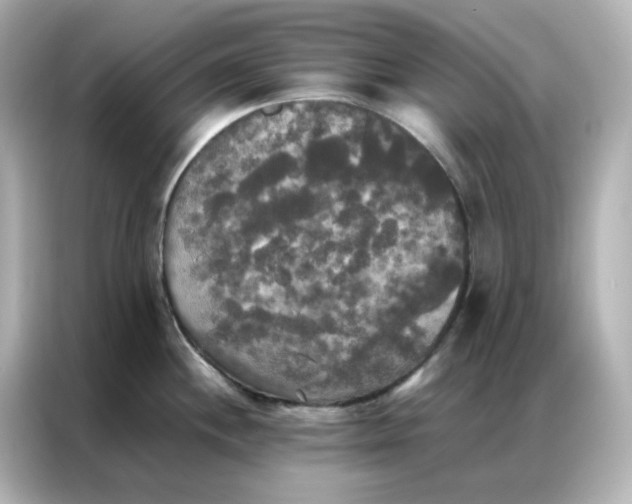 X0000086921244200704301051