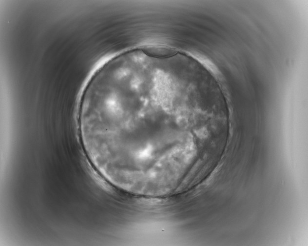 X0000086921248200704301051