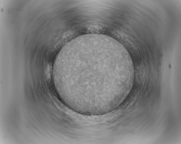 X0000086920038200705071339