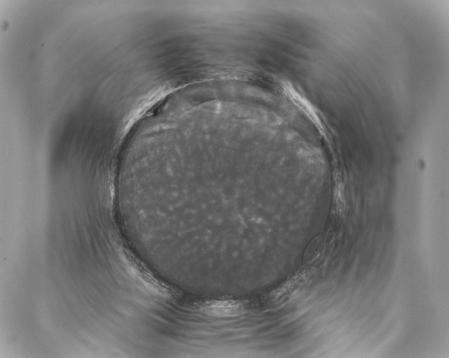 X0000086920059200705071338