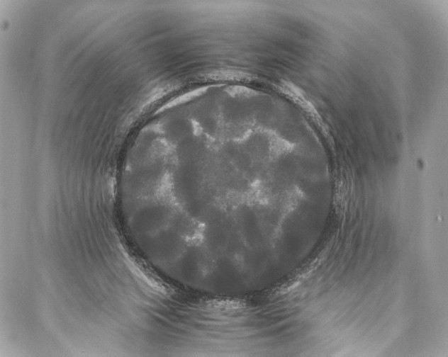 X0000086920063200705071338