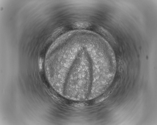 X0000086920075200705071338