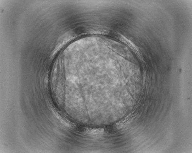 X0000086920155200705071337