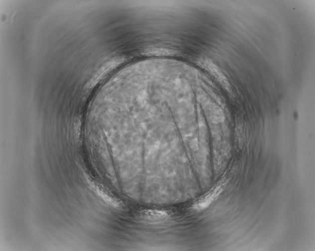 X0000086920159200705071337