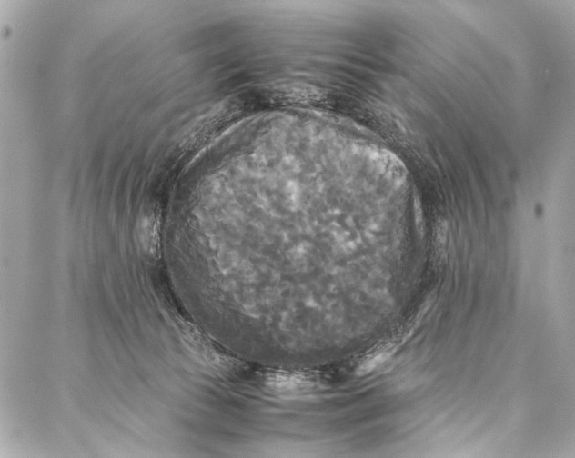 X0000086920177200705071337