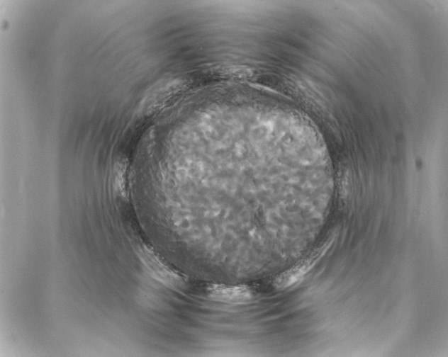 X0000086920185200705071337