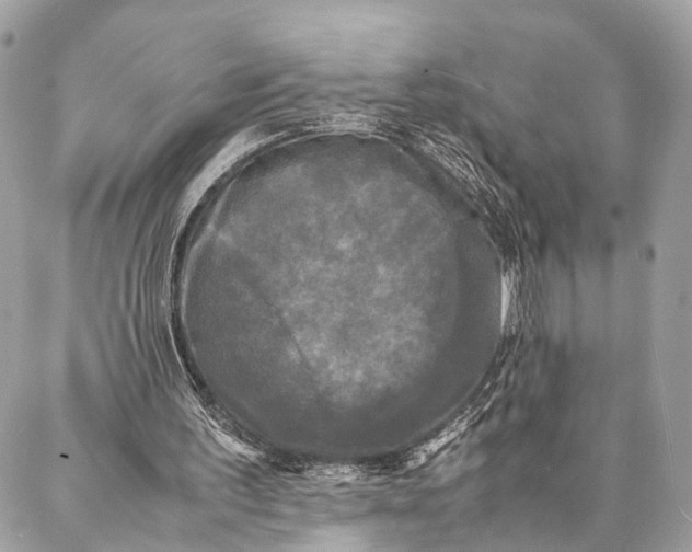 X0000086920195200705071336