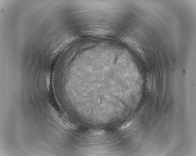 X0000086920206200705071336