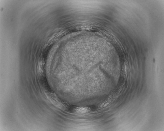 X0000086920218200705071336