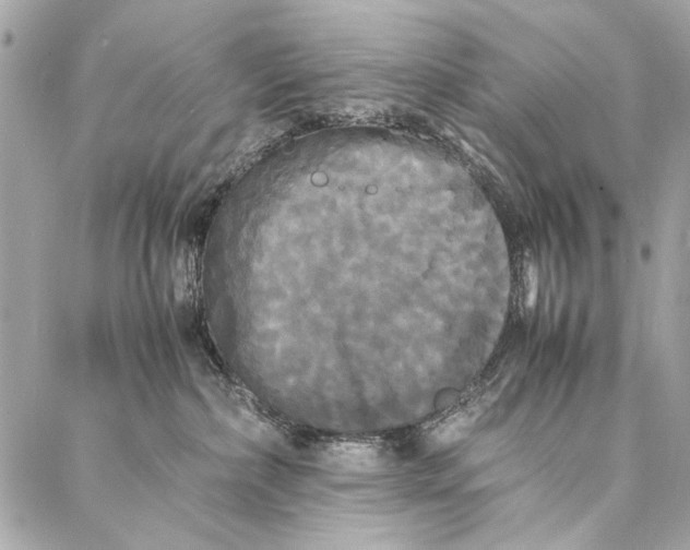 X0000086920236200705071336