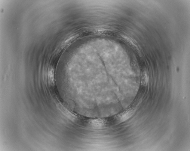 X0000086920238200705071336