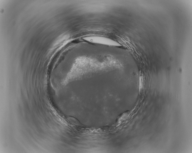 X0000086920243200705071335