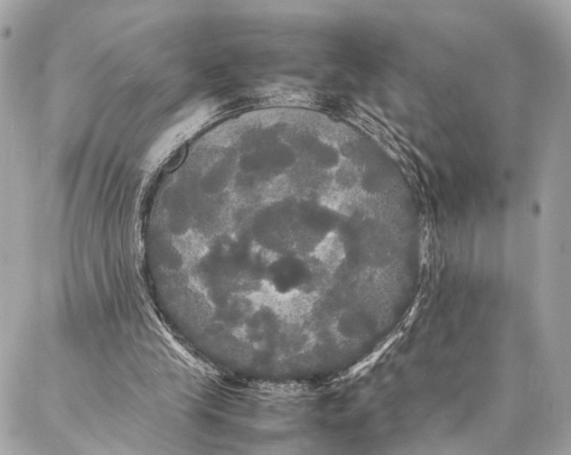 X0000086920245200705071335