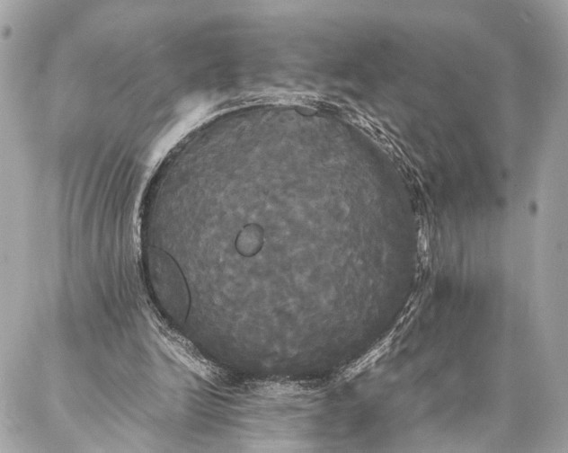 X0000086920246200705071335