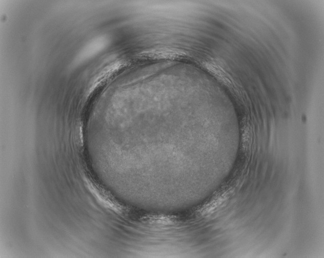 X0000086920254200705071335