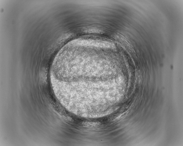 X0000086920255200705071335