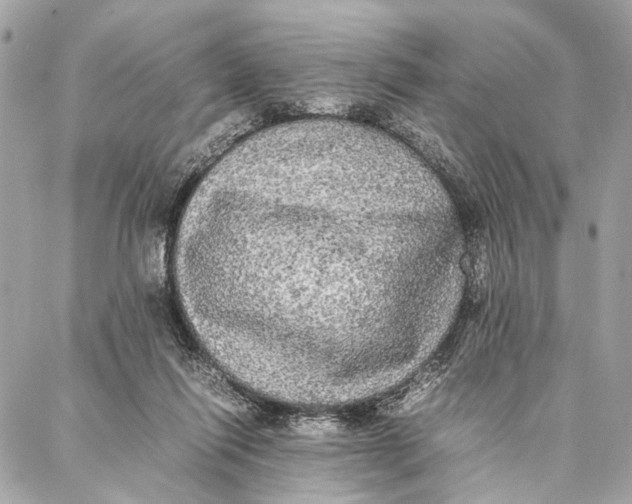 X0000086920262200705071335