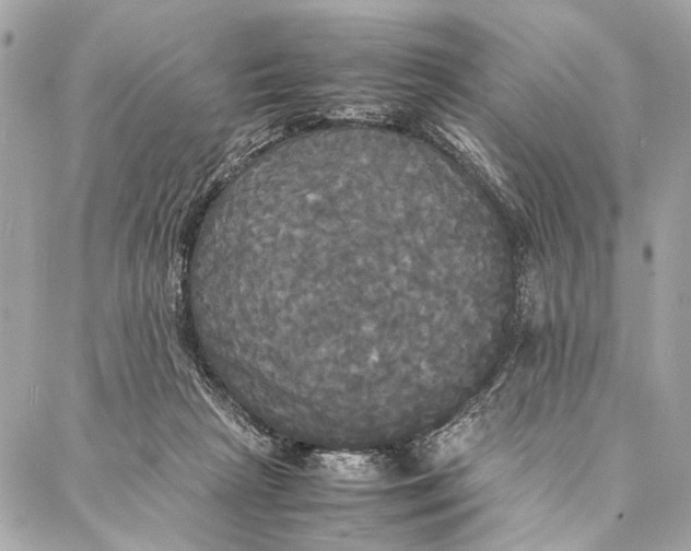 X0000086920265200705071335