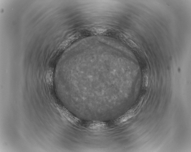 X0000086920274200705071335